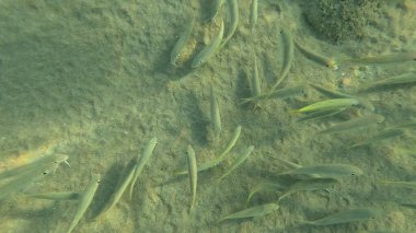 Mercan Resifi 'ndeki Renkli Resif Balığı. Sualtı Tropik Balık Okulu, Deniz Balığı Ekosistemi, Mercan Resifi Balık Habitatı, Okyanus Yaşamı ve Biyolojik Çeşitlilik.