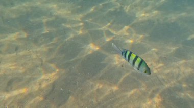 Mercan Resifi 'ndeki Renkli Resif Balığı. Sualtı Tropik Balık Okulu, Deniz Balığı Ekosistemi, Mercan Resifi Balık Habitatı, Okyanus Yaşamı ve Biyolojik Çeşitlilik.