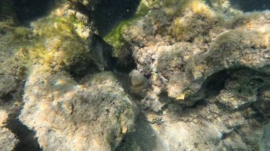 Mercan Resifi 'ndeki Renkli Resif Balığı. Sualtı Tropik Balık Okulu, Deniz Balığı Ekosistemi, Mercan Resifi Balık Habitatı, Okyanus Yaşamı ve Biyolojik Çeşitlilik.