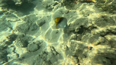 Mercan Resifi 'ndeki Renkli Resif Balığı. Sualtı Tropik Balık Okulu, Deniz Balığı Ekosistemi, Mercan Resifi Balık Habitatı, Okyanus Yaşamı ve Biyolojik Çeşitlilik.