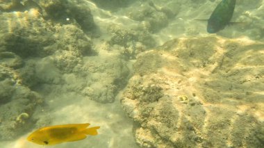 Mercan Resifi 'ndeki Renkli Resif Balığı. Sualtı Tropik Balık Okulu, Deniz Balığı Ekosistemi, Mercan Resifi Balık Habitatı, Okyanus Yaşamı ve Biyolojik Çeşitlilik.