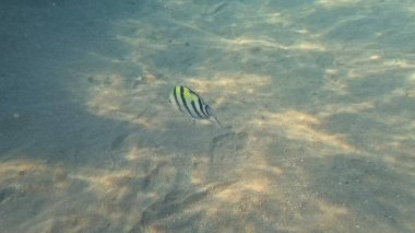 Mercan Resifi 'ndeki Renkli Resif Balığı. Sualtı Tropik Balık Okulu, Deniz Balığı Ekosistemi, Mercan Resifi Balık Habitatı, Okyanus Yaşamı ve Biyolojik Çeşitlilik.