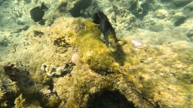 Mercan Resifi 'ndeki Renkli Resif Balığı. Sualtı Tropik Balık Okulu, Deniz Balığı Ekosistemi, Mercan Resifi Balık Habitatı, Okyanus Yaşamı ve Biyolojik Çeşitlilik.