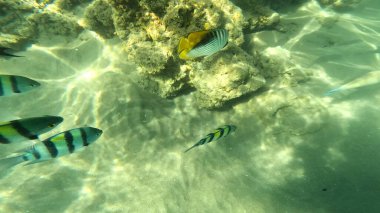 Mercan Resifi 'ndeki Renkli Resif Balığı. Sualtı Tropik Balık Okulu, Deniz Balığı Ekosistemi, Mercan Resifi Balık Habitatı, Okyanus Yaşamı ve Biyolojik Çeşitlilik.