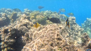 Mercan Resifi 'ndeki Renkli Resif Balığı. Sualtı Tropik Balık Okulu, Deniz Balığı Ekosistemi, Mercan Resifi Balık Habitatı, Okyanus Yaşamı ve Biyolojik Çeşitlilik.