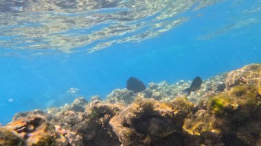 Mercan Resifi 'ndeki Renkli Resif Balığı. Sualtı Tropik Balık Okulu, Deniz Balığı Ekosistemi, Mercan Resifi Balık Habitatı, Okyanus Yaşamı ve Biyolojik Çeşitlilik.