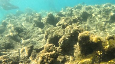 Mercan Resifi 'ndeki Renkli Resif Balığı. Sualtı Tropik Balık Okulu, Deniz Balığı Ekosistemi, Mercan Resifi Balık Habitatı, Okyanus Yaşamı ve Biyolojik Çeşitlilik.