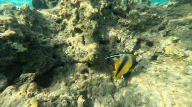 Mercan Resifi 'ndeki Renkli Resif Balığı. Sualtı Tropik Balık Okulu, Deniz Balığı Ekosistemi, Mercan Resifi Balık Habitatı, Okyanus Yaşamı ve Biyolojik Çeşitlilik.