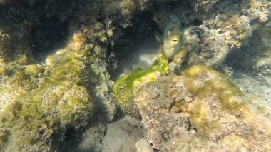 Mercan Resifi 'ndeki Renkli Resif Balığı. Sualtı Tropik Balık Okulu, Deniz Balığı Ekosistemi, Mercan Resifi Balık Habitatı, Okyanus Yaşamı ve Biyolojik Çeşitlilik.