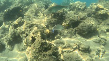 Mercan Resifi 'ndeki Renkli Resif Balığı. Sualtı Tropik Balık Okulu, Deniz Balığı Ekosistemi, Mercan Resifi Balık Habitatı, Okyanus Yaşamı ve Biyolojik Çeşitlilik.