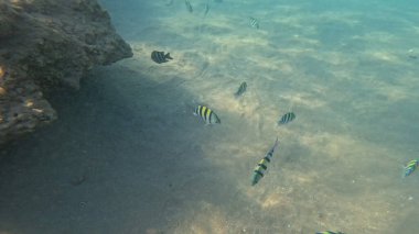 Mercan Resifi 'ndeki Renkli Resif Balığı. Sualtı Tropik Balık Okulu, Deniz Balığı Ekosistemi, Mercan Resifi Balık Habitatı, Okyanus Yaşamı ve Biyolojik Çeşitlilik.