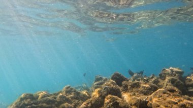 Mercan Resifi 'ndeki Renkli Resif Balığı. Sualtı Tropik Balık Okulu, Deniz Balığı Ekosistemi, Mercan Resifi Balık Habitatı, Okyanus Yaşamı ve Biyolojik Çeşitlilik.