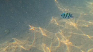 Mercan Resifi 'ndeki Renkli Resif Balığı. Sualtı Tropik Balık Okulu, Deniz Balığı Ekosistemi, Mercan Resifi Balık Habitatı, Okyanus Yaşamı ve Biyolojik Çeşitlilik.