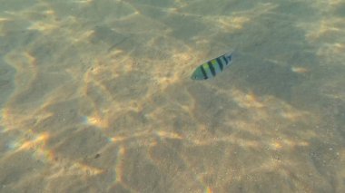 Mercan Resifi 'ndeki Renkli Resif Balığı. Sualtı Tropik Balık Okulu, Deniz Balığı Ekosistemi, Mercan Resifi Balık Habitatı, Okyanus Yaşamı ve Biyolojik Çeşitlilik.