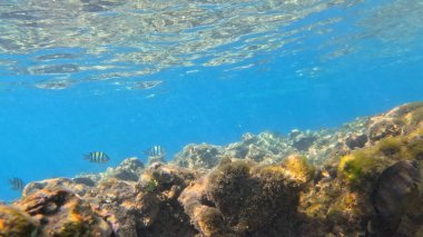 Mercan Resifi 'ndeki Renkli Resif Balığı. Sualtı Tropik Balık Okulu, Deniz Balığı Ekosistemi, Mercan Resifi Balık Habitatı, Okyanus Yaşamı ve Biyolojik Çeşitlilik.