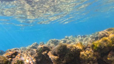 Mercan Resifi 'ndeki Renkli Resif Balığı. Sualtı Tropik Balık Okulu, Deniz Balığı Ekosistemi, Mercan Resifi Balık Habitatı, Okyanus Yaşamı ve Biyolojik Çeşitlilik.