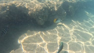Mercan Resifi 'ndeki Renkli Resif Balığı. Sualtı Tropik Balık Okulu, Deniz Balığı Ekosistemi, Mercan Resifi Balık Habitatı, Okyanus Yaşamı ve Biyolojik Çeşitlilik.