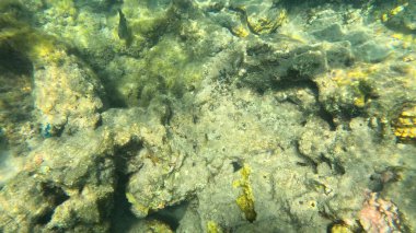 Mercan Resifi 'ndeki Renkli Resif Balığı. Sualtı Tropik Balık Okulu, Deniz Balığı Ekosistemi, Mercan Resifi Balık Habitatı, Okyanus Yaşamı ve Biyolojik Çeşitlilik.