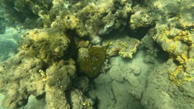 Mercan Resifi 'ndeki Renkli Resif Balığı. Sualtı Tropik Balık Okulu, Deniz Balığı Ekosistemi, Mercan Resifi Balık Habitatı, Okyanus Yaşamı ve Biyolojik Çeşitlilik.