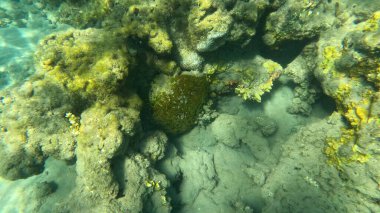 Mercan Resifi 'ndeki Renkli Resif Balığı. Sualtı Tropik Balık Okulu, Deniz Balığı Ekosistemi, Mercan Resifi Balık Habitatı, Okyanus Yaşamı ve Biyolojik Çeşitlilik.