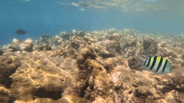 Mercan Resifi 'ndeki Renkli Resif Balığı. Sualtı Tropik Balık Okulu, Deniz Balığı Ekosistemi, Mercan Resifi Balık Habitatı, Okyanus Yaşamı ve Biyolojik Çeşitlilik.