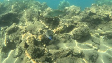 Mercan Resifi 'ndeki Renkli Resif Balığı. Sualtı Tropik Balık Okulu, Deniz Balığı Ekosistemi, Mercan Resifi Balık Habitatı, Okyanus Yaşamı ve Biyolojik Çeşitlilik.
