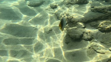 Mercan Resifi 'ndeki Renkli Resif Balığı. Sualtı Tropik Balık Okulu, Deniz Balığı Ekosistemi, Mercan Resifi Balık Habitatı, Okyanus Yaşamı ve Biyolojik Çeşitlilik.