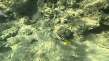 Mercan Resifi 'ndeki Renkli Resif Balığı. Sualtı Tropik Balık Okulu, Deniz Balığı Ekosistemi, Mercan Resifi Balık Habitatı, Okyanus Yaşamı ve Biyolojik Çeşitlilik.
