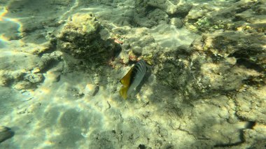 Mercan Resifi 'ndeki Renkli Resif Balığı. Sualtı Tropik Balık Okulu, Deniz Balığı Ekosistemi, Mercan Resifi Balık Habitatı, Okyanus Yaşamı ve Biyolojik Çeşitlilik.
