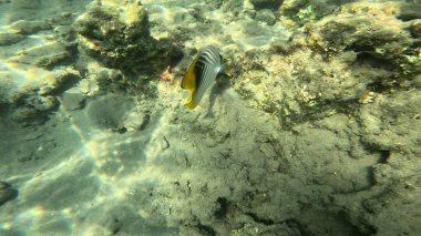 Mercan Resifi 'ndeki Renkli Resif Balığı. Sualtı Tropik Balık Okulu, Deniz Balığı Ekosistemi, Mercan Resifi Balık Habitatı, Okyanus Yaşamı ve Biyolojik Çeşitlilik.