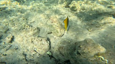Mercan Resifi 'ndeki Renkli Resif Balığı. Sualtı Tropik Balık Okulu, Deniz Balığı Ekosistemi, Mercan Resifi Balık Habitatı, Okyanus Yaşamı ve Biyolojik Çeşitlilik.