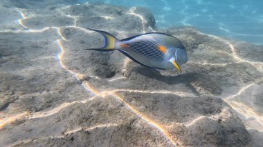 Mercan Resifi 'ndeki Renkli Resif Balığı. Sualtı Tropik Balık Okulu, Deniz Balığı Ekosistemi, Mercan Resifi Balık Habitatı, Okyanus Yaşamı ve Biyolojik Çeşitlilik.