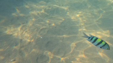 Mercan Resifi 'ndeki Renkli Resif Balığı. Sualtı Tropik Balık Okulu, Deniz Balığı Ekosistemi, Mercan Resifi Balık Habitatı, Okyanus Yaşamı ve Biyolojik Çeşitlilik.