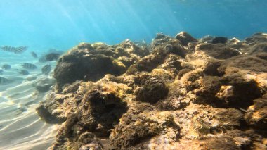 Mercan Resifi 'ndeki Renkli Resif Balığı. Sualtı Tropik Balık Okulu, Deniz Balığı Ekosistemi, Mercan Resifi Balık Habitatı, Okyanus Yaşamı ve Biyolojik Çeşitlilik.