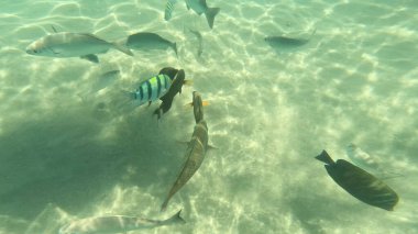 Mercan Resifi 'ndeki Renkli Resif Balığı. Sualtı Tropik Balık Okulu, Deniz Balığı Ekosistemi, Mercan Resifi Balık Habitatı, Okyanus Yaşamı ve Biyolojik Çeşitlilik.