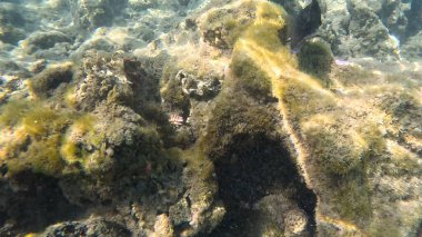 Mercan Resifi 'ndeki Renkli Resif Balığı. Sualtı Tropik Balık Okulu, Deniz Balığı Ekosistemi, Mercan Resifi Balık Habitatı, Okyanus Yaşamı ve Biyolojik Çeşitlilik.