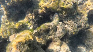 Mercan Resifi 'ndeki Renkli Resif Balığı. Sualtı Tropik Balık Okulu, Deniz Balığı Ekosistemi, Mercan Resifi Balık Habitatı, Okyanus Yaşamı ve Biyolojik Çeşitlilik.