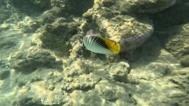 Mercan Resifi 'ndeki Renkli Resif Balığı. Sualtı Tropik Balık Okulu, Deniz Balığı Ekosistemi, Mercan Resifi Balık Habitatı, Okyanus Yaşamı ve Biyolojik Çeşitlilik.