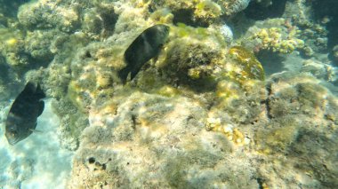 Mercan Resifi 'ndeki Renkli Resif Balığı. Sualtı Tropik Balık Okulu, Deniz Balığı Ekosistemi, Mercan Resifi Balık Habitatı, Okyanus Yaşamı ve Biyolojik Çeşitlilik.