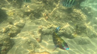 Mercan Resifi 'ndeki Renkli Resif Balığı. Sualtı Tropik Balık Okulu, Deniz Balığı Ekosistemi, Mercan Resifi Balık Habitatı, Okyanus Yaşamı ve Biyolojik Çeşitlilik.