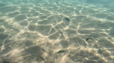 Mercan Resifi 'ndeki Renkli Resif Balığı. Sualtı Tropik Balık Okulu, Deniz Balığı Ekosistemi, Mercan Resifi Balık Habitatı, Okyanus Yaşamı ve Biyolojik Çeşitlilik.