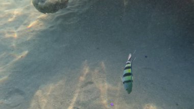 Mercan Resifi 'ndeki Renkli Resif Balığı. Sualtı Tropik Balık Okulu, Deniz Balığı Ekosistemi, Mercan Resifi Balık Habitatı, Okyanus Yaşamı ve Biyolojik Çeşitlilik.