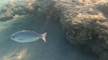 Mercan Resifi 'ndeki Renkli Resif Balığı. Sualtı Tropik Balık Okulu, Deniz Balığı Ekosistemi, Mercan Resifi Balık Habitatı, Okyanus Yaşamı ve Biyolojik Çeşitlilik.