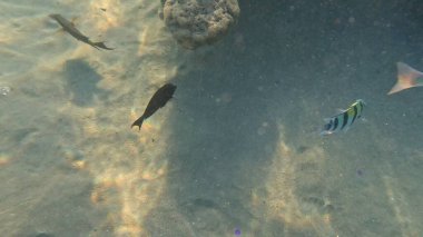 Mercan Resifi 'ndeki Renkli Resif Balığı. Sualtı Tropik Balık Okulu, Deniz Balığı Ekosistemi, Mercan Resifi Balık Habitatı, Okyanus Yaşamı ve Biyolojik Çeşitlilik.