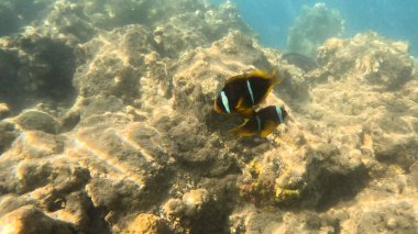 Mercan Resifi 'ndeki Renkli Resif Balığı. Sualtı Tropik Balık Okulu, Deniz Balığı Ekosistemi, Mercan Resifi Balık Habitatı, Okyanus Yaşamı ve Biyolojik Çeşitlilik.