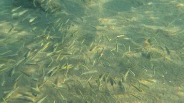 Mercan Resifi 'ndeki Renkli Resif Balığı. Sualtı Tropik Balık Okulu, Deniz Balığı Ekosistemi, Mercan Resifi Balık Habitatı, Okyanus Yaşamı ve Biyolojik Çeşitlilik.