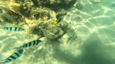 Mercan Resifi 'ndeki Renkli Resif Balığı. Sualtı Tropik Balık Okulu, Deniz Balığı Ekosistemi, Mercan Resifi Balık Habitatı, Okyanus Yaşamı ve Biyolojik Çeşitlilik.