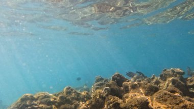 Mercan Resifi 'ndeki Renkli Resif Balığı. Sualtı Tropik Balık Okulu, Deniz Balığı Ekosistemi, Mercan Resifi Balık Habitatı, Okyanus Yaşamı ve Biyolojik Çeşitlilik.