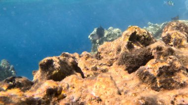 Mercan Resifi 'ndeki Renkli Resif Balığı. Sualtı Tropik Balık Okulu, Deniz Balığı Ekosistemi, Mercan Resifi Balık Habitatı, Okyanus Yaşamı ve Biyolojik Çeşitlilik.