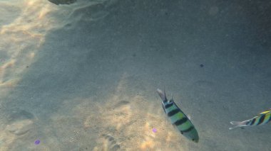Mercan Resifi 'ndeki Renkli Resif Balığı. Sualtı Tropik Balık Okulu, Deniz Balığı Ekosistemi, Mercan Resifi Balık Habitatı, Okyanus Yaşamı ve Biyolojik Çeşitlilik.